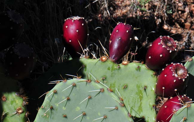 Cactus Apple has striking fruits, often called “Tunas” of deep red or magenta. The fruits are mostly without spines and very juicy (bleeding and staining). The Tunas are eagerly used for fruit, food and other purposes by southwestern United States indigenous peoples. Opuntia engelmannii 